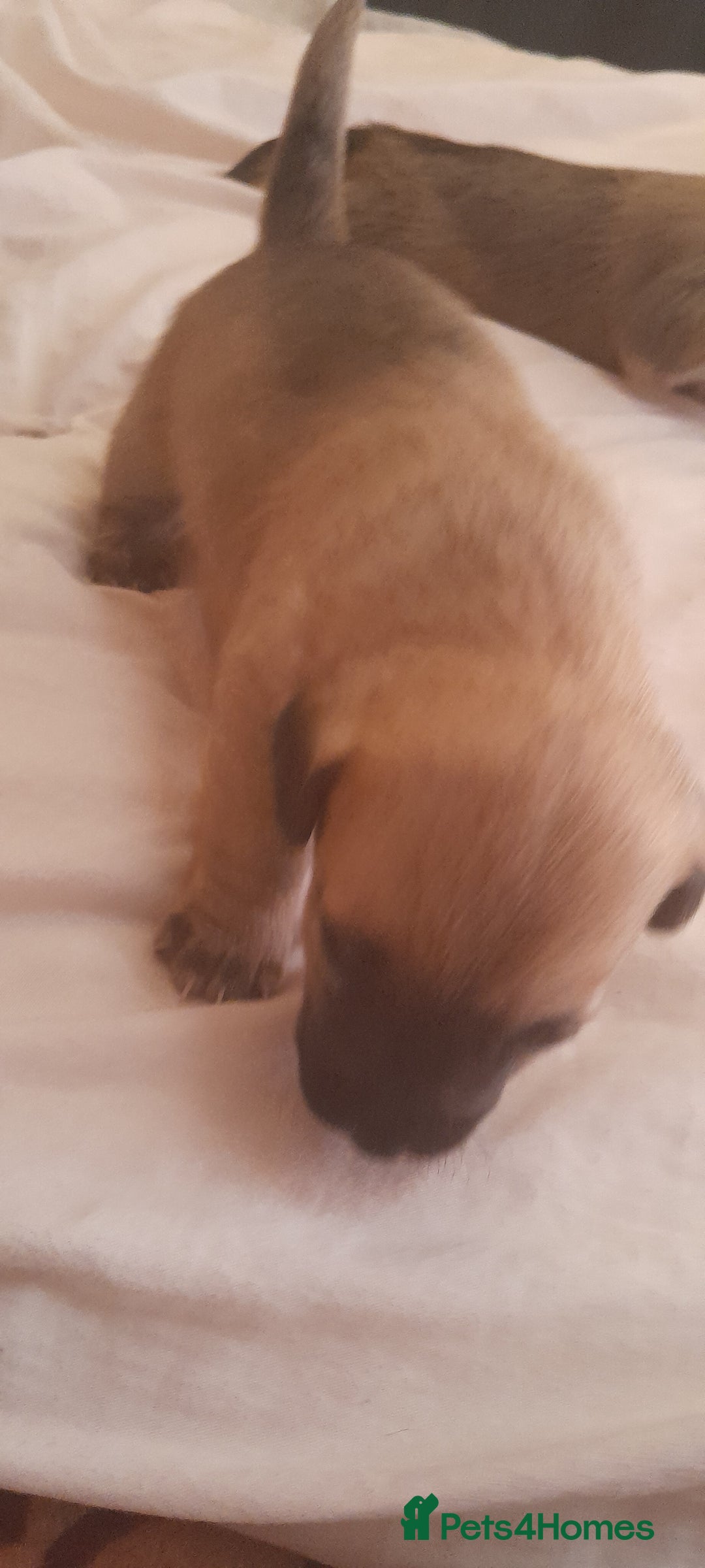 Jack Russell dogs for sale: Jack Russel puppy's for sale  - Image 3