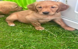 Golden Retriever dogs for sale: Ready to leave Working deep (red) puppies - Image 14