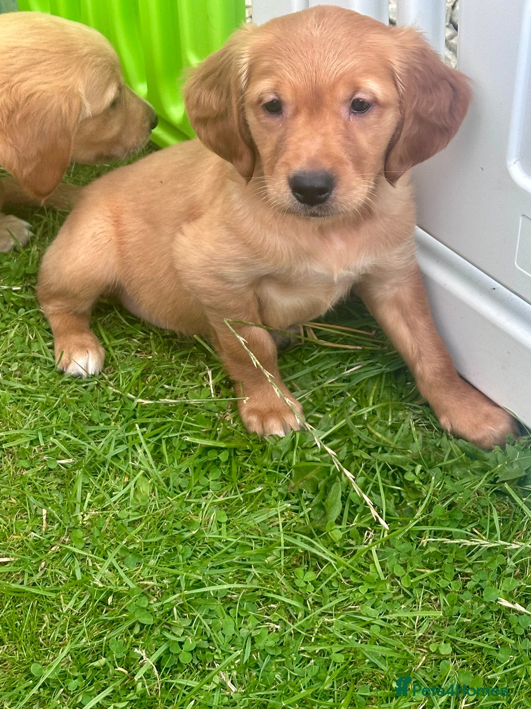 Golden Retriever dogs for sale: Ready to leave Working deep (red) puppies - Image 14