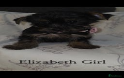 Yorkshire Terrier dogs for sale: Yorkshire Terrier Puppies Ready Now - Image 6