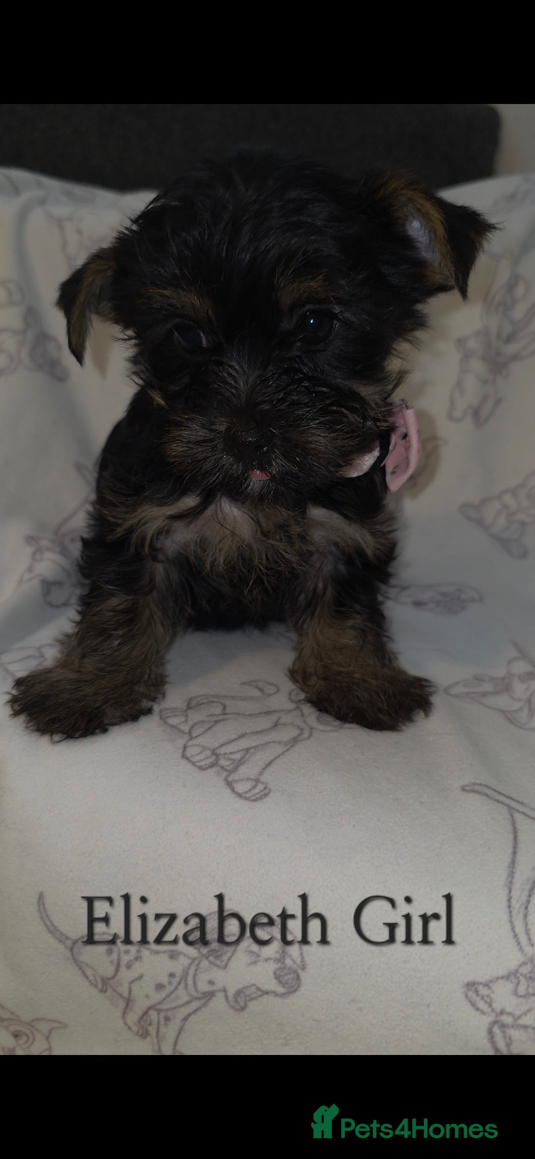 Yorkshire Terrier dogs for sale: Yorkshire Terrier Puppies Ready Now - Image 6