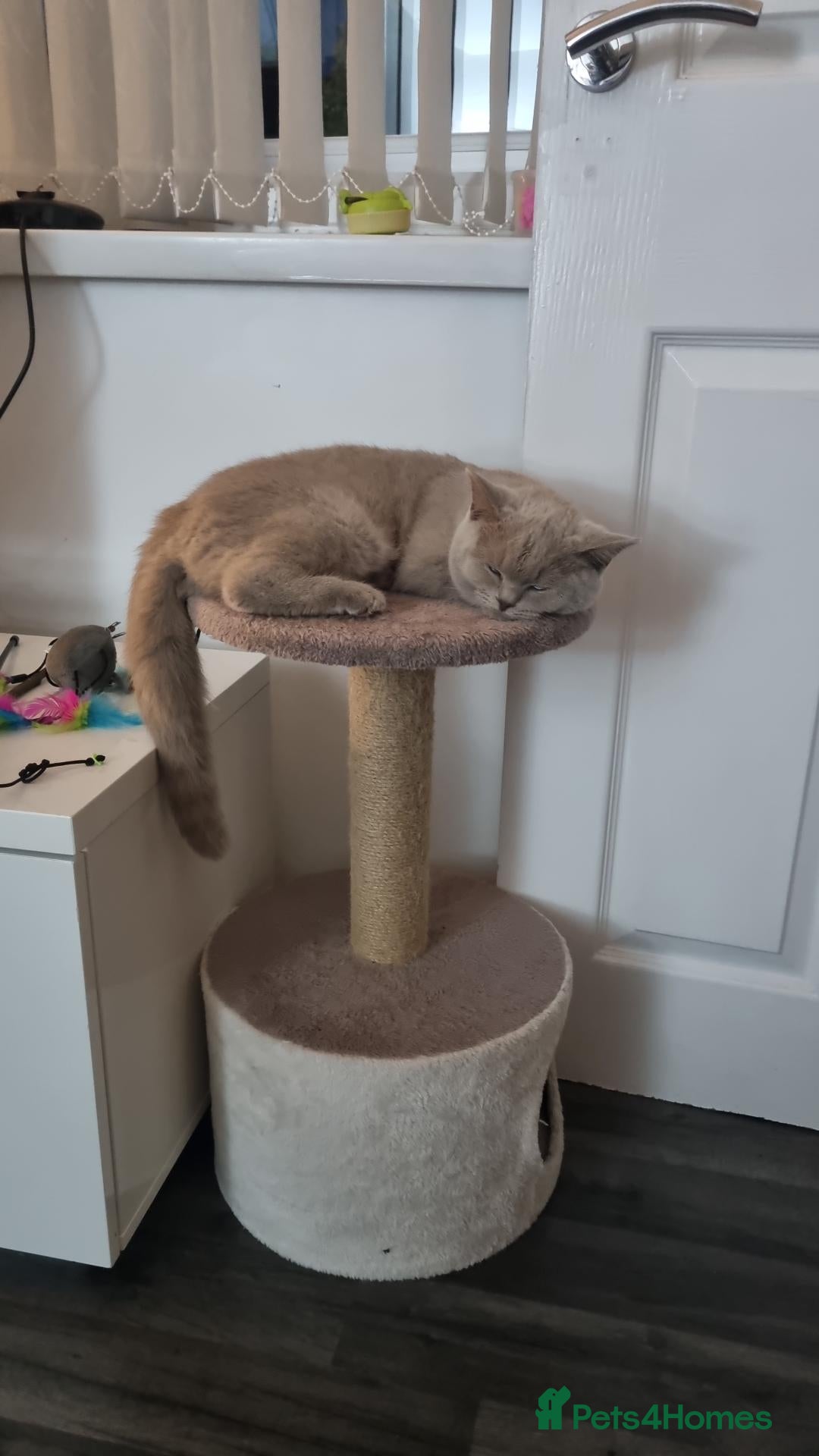 British Shorthair cats B Mohammed  - Advert 2