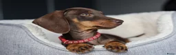 Dachshund dogs for sale: KC Registered Dachshund Puppies  - Advert 10