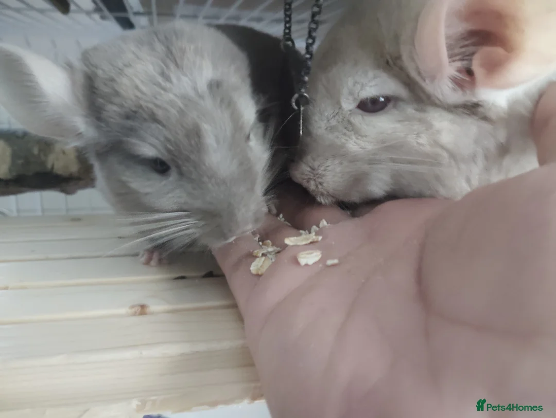 Chinchilla rodents for sale: Friendly Fem Chin Kit, looking for a forever home - Advert 4