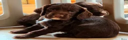 Cocker Spaniel dogs for sale: 7 BEAUTIFUL KC WORKING TYPE COCKER SPANIEL  - Advert 9