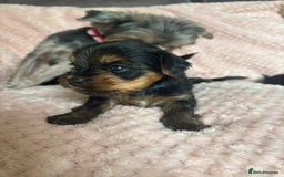 Yorkshire Terrier dogs for sale: Miniature Yorkshire Terrier Puppies  - Image 7