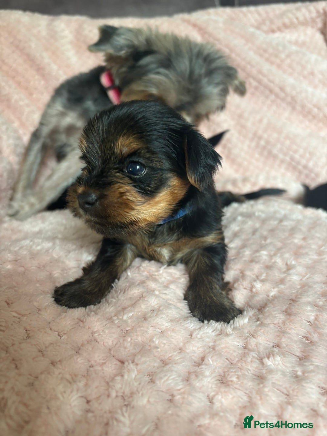 Yorkshire Terrier dogs for sale: Miniature Yorkshire Terrier Puppies  - Image 7