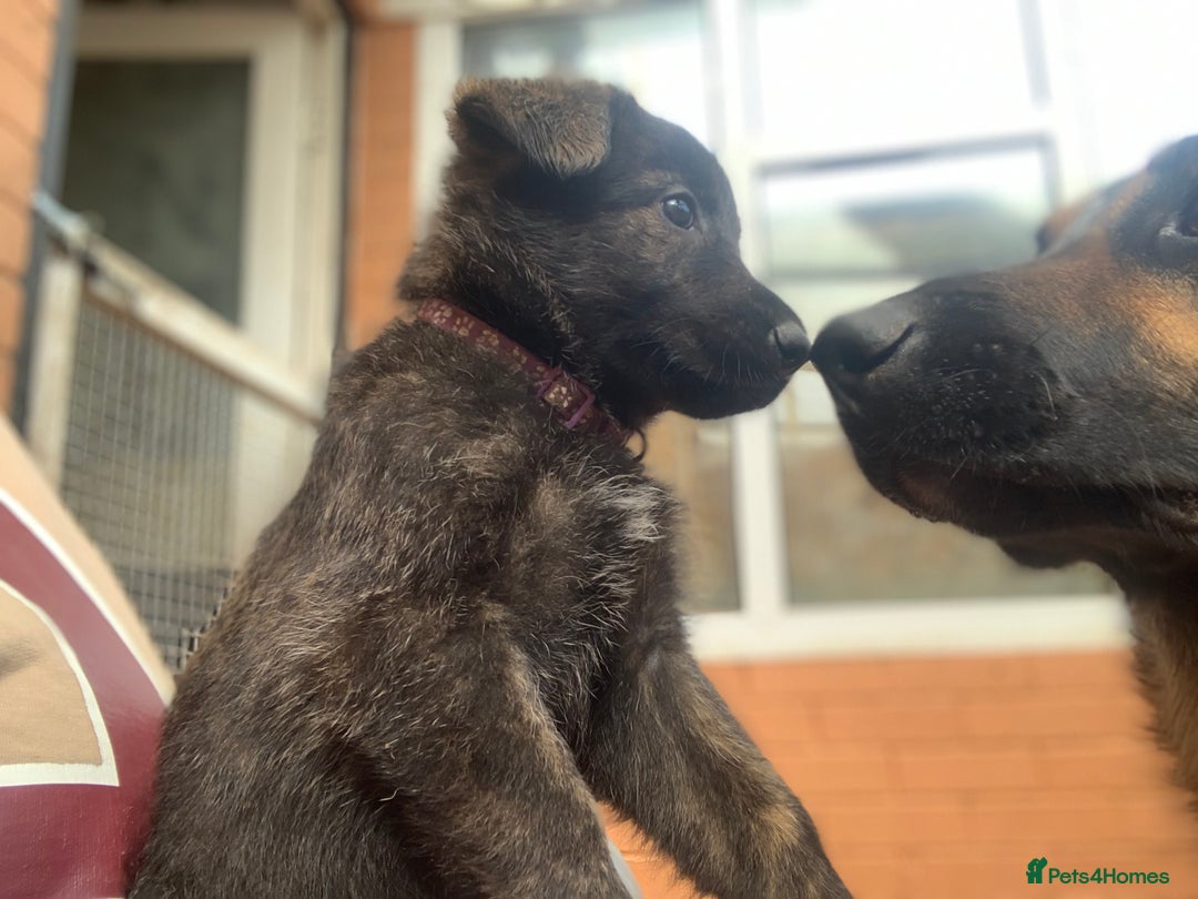 Mixed Breed dogs for sale: German Shepard X Dutch Herder Puppies - Image 19