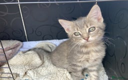 Bengal cats for sale: Three Bengal-Tabby Mix Kittens Ready for New Homes - Image 5