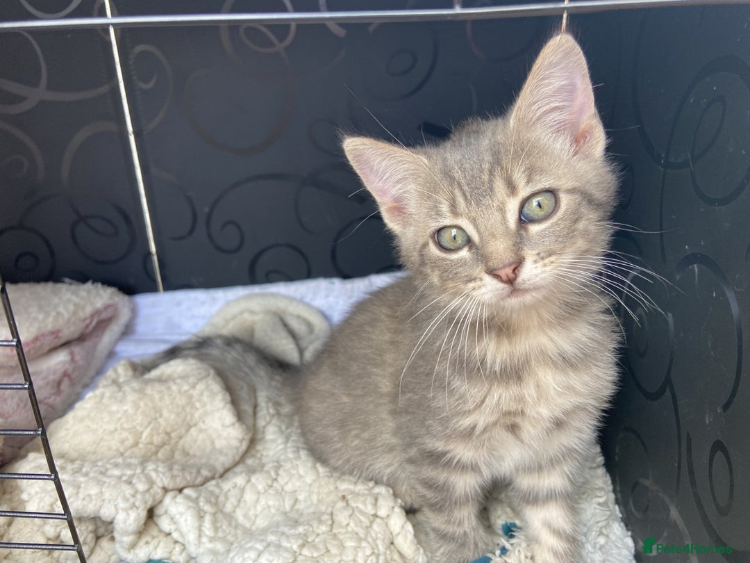 Bengal cats for sale: Three Bengal-Tabby Mix Kittens Ready for New Homes - Image 5