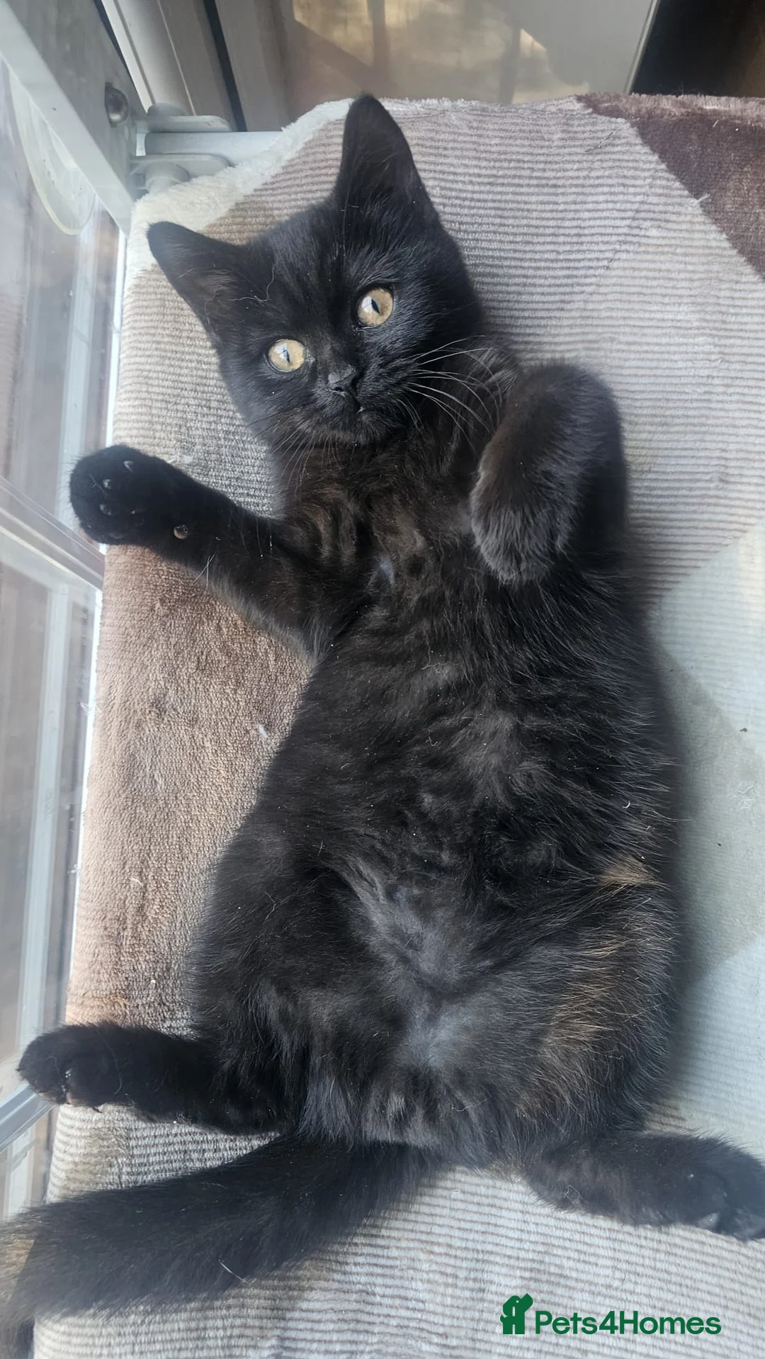 British Shorthair cats for sale: Gorgeous British Shorthair Kittens Ready Now! - Advert 21