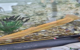 Gouramis fish for sale: Gourami catfish knife gish - Image 5