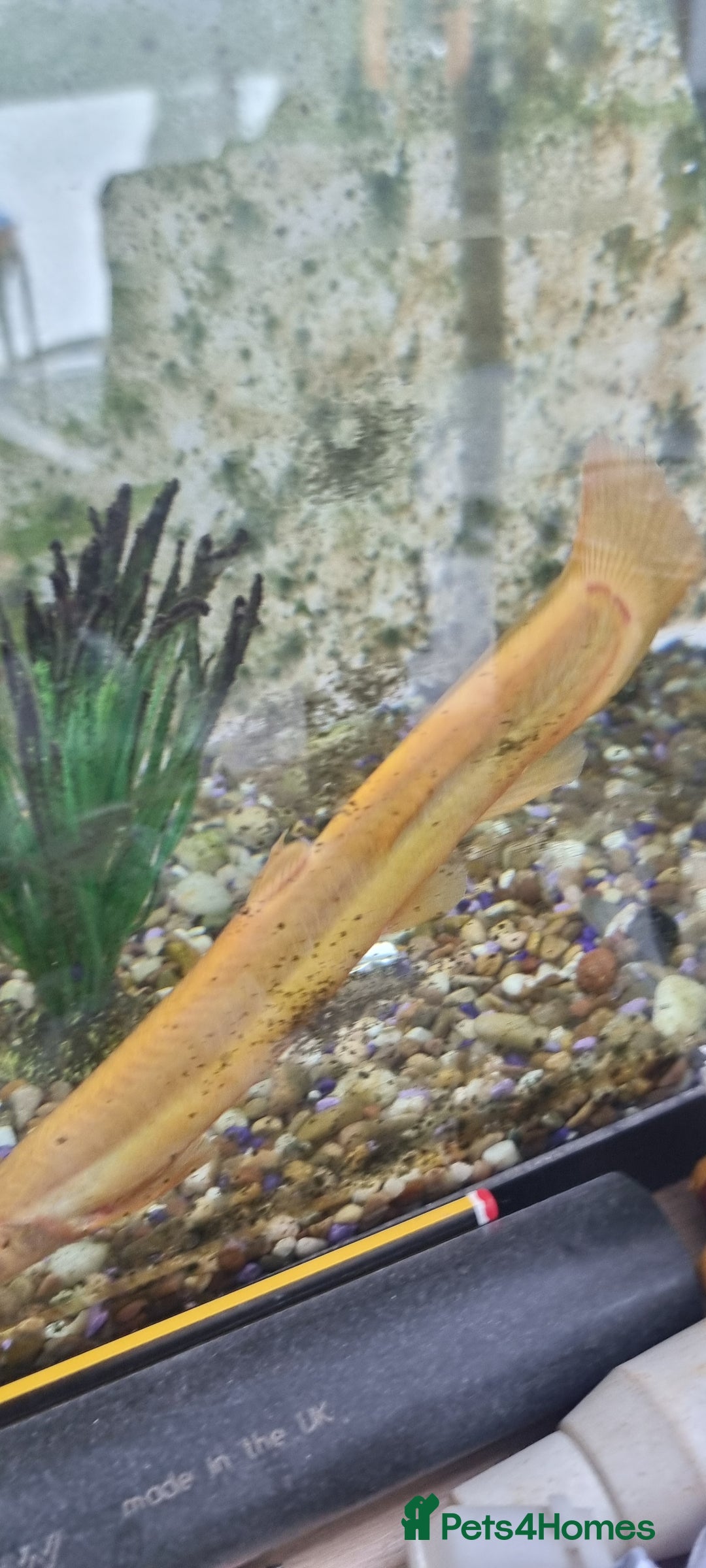 Gouramis fish for sale: Gourami catfish knife gish - Image 5