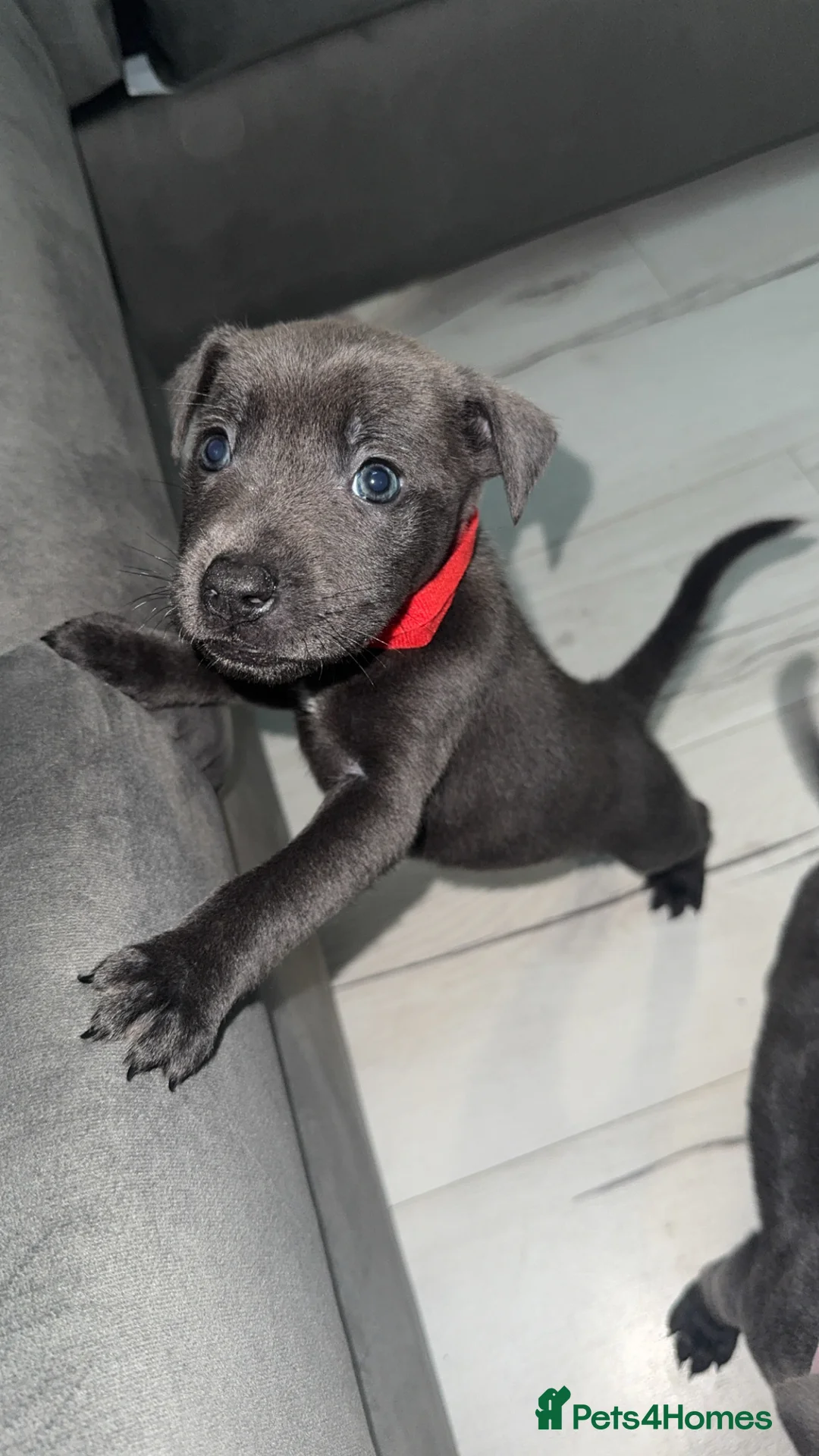 Mixed Breed dogs for sale: Puppies - Advert 4