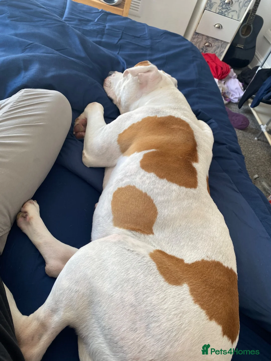 American Bulldog dogs for sale: Rehome - American Bulldog - Lucky - Advert 5