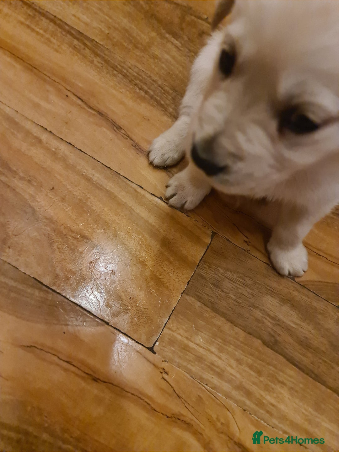 Labrador Retriever dogs for sale: Two beautiful boys - Advert 4