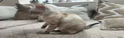 Bengal cats for sale: Stunning TICA Registered Snow Lynx Bengal Kittens - Advert 30