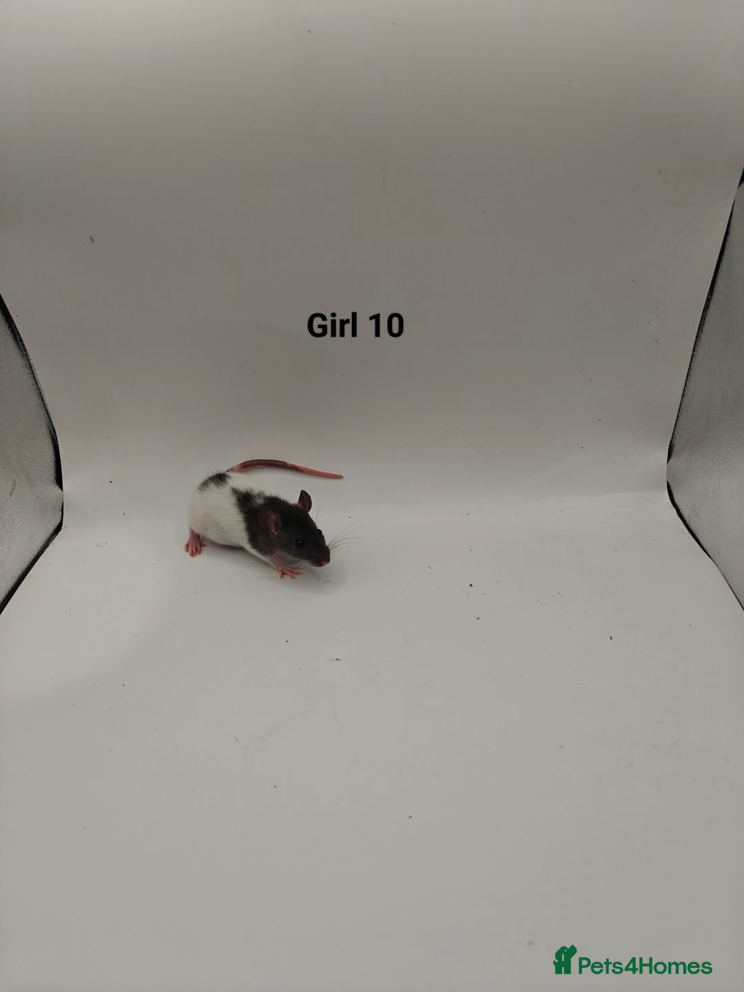 Rat rodents for sale: NOV: 18 Rats (8 Rats: 3 Boy & 5 Girls Left) - Advert 16