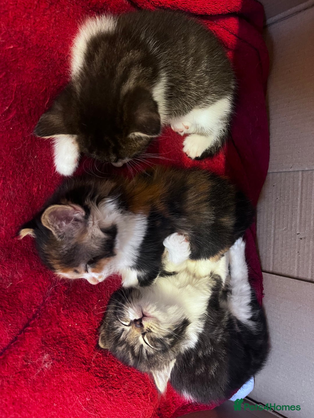 Mixed Breed cats for sale: Beautiful Playful Kittens - Image 13