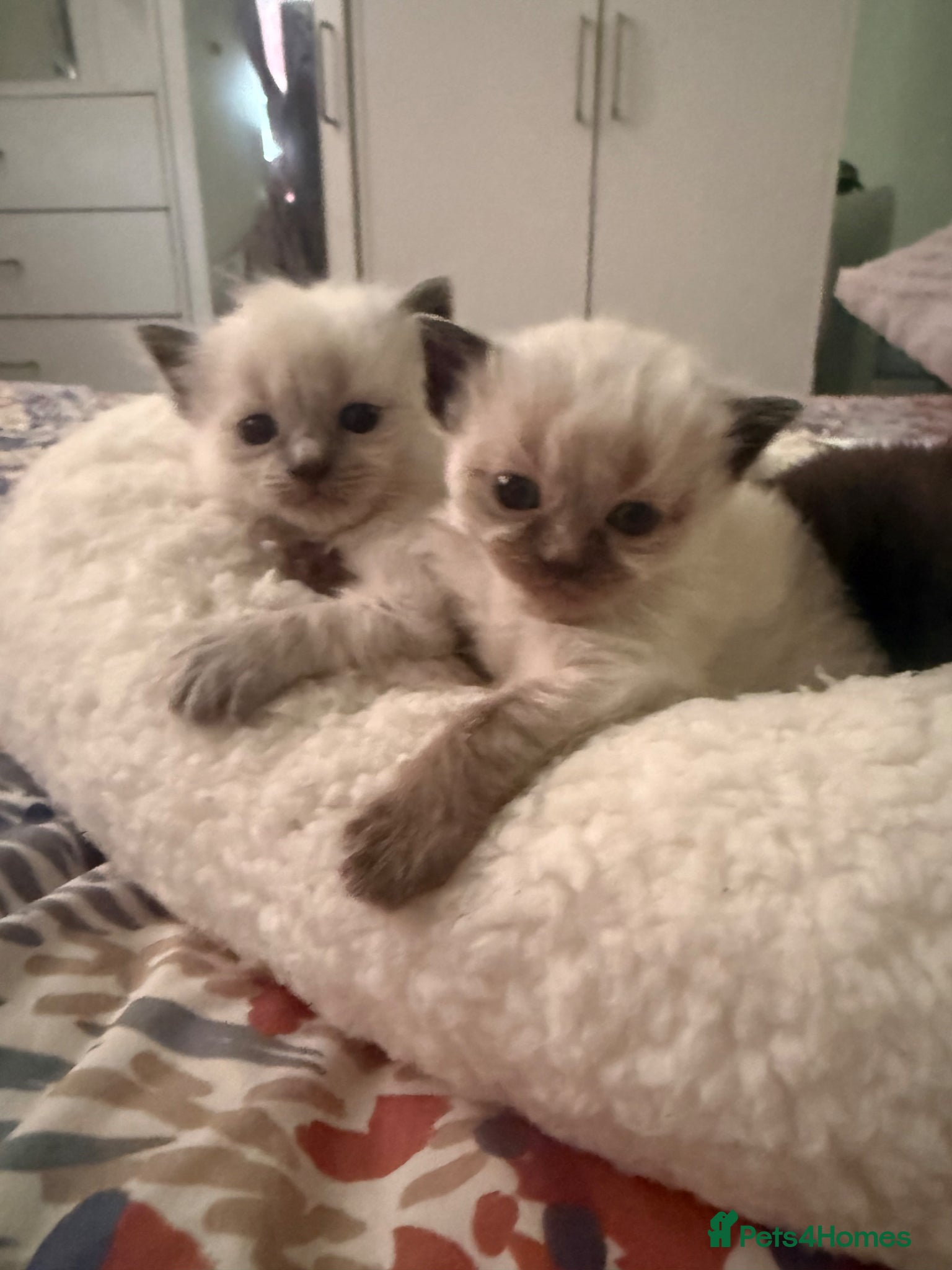 Ragdoll cats 🐾 Beautiful Ragdoll Kittens Available🐾 - Advert 22