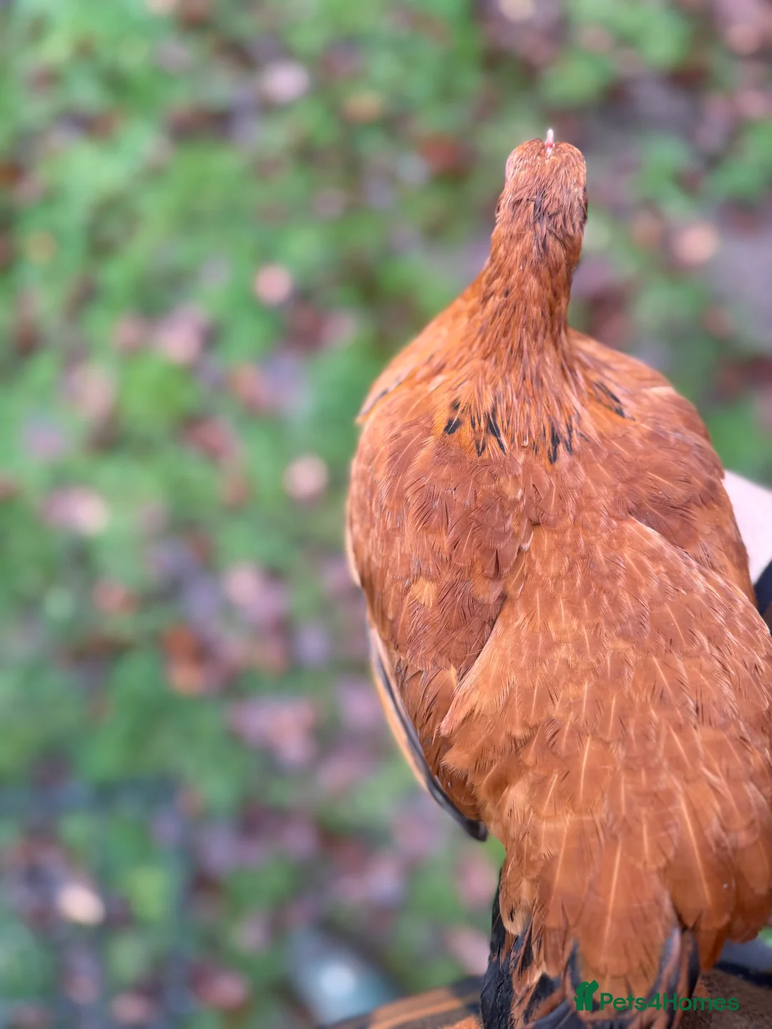 Chickens poultry for sale: 3 New Hampshire red pullets  - Advert 12