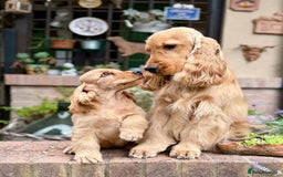 Cocker Spaniel dogs for sale: Beautiful cocker spaniel puppy  - Image 6