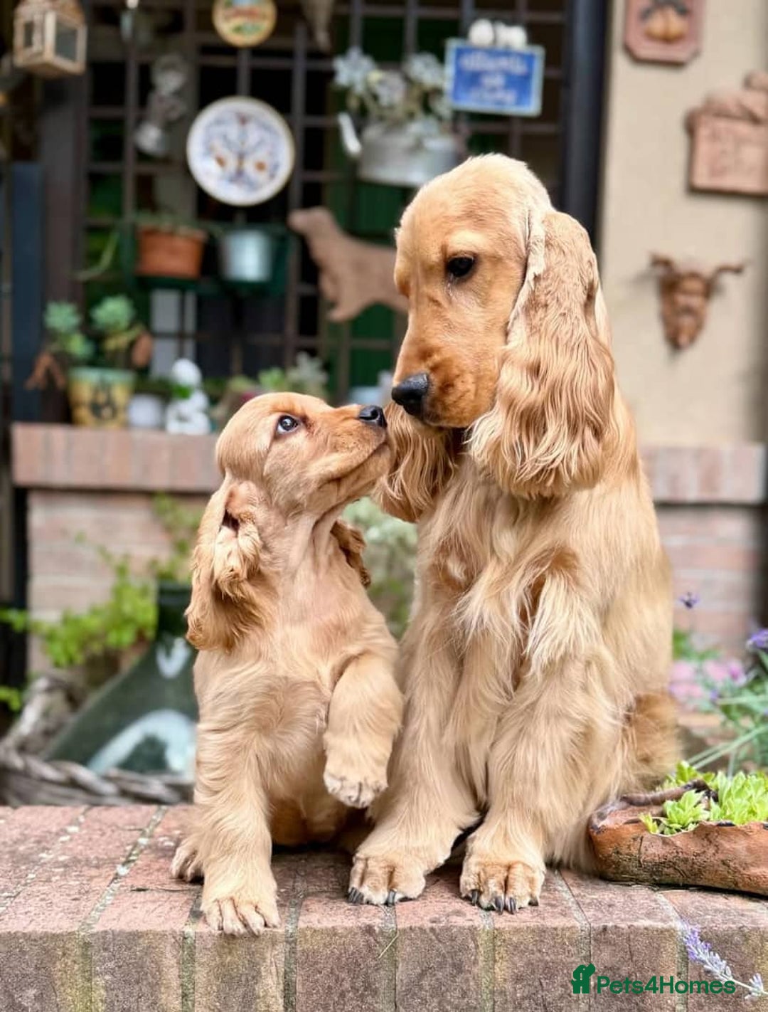 Cocker Spaniel dogs for sale: Beautiful cocker spaniel puppy  - Image 6