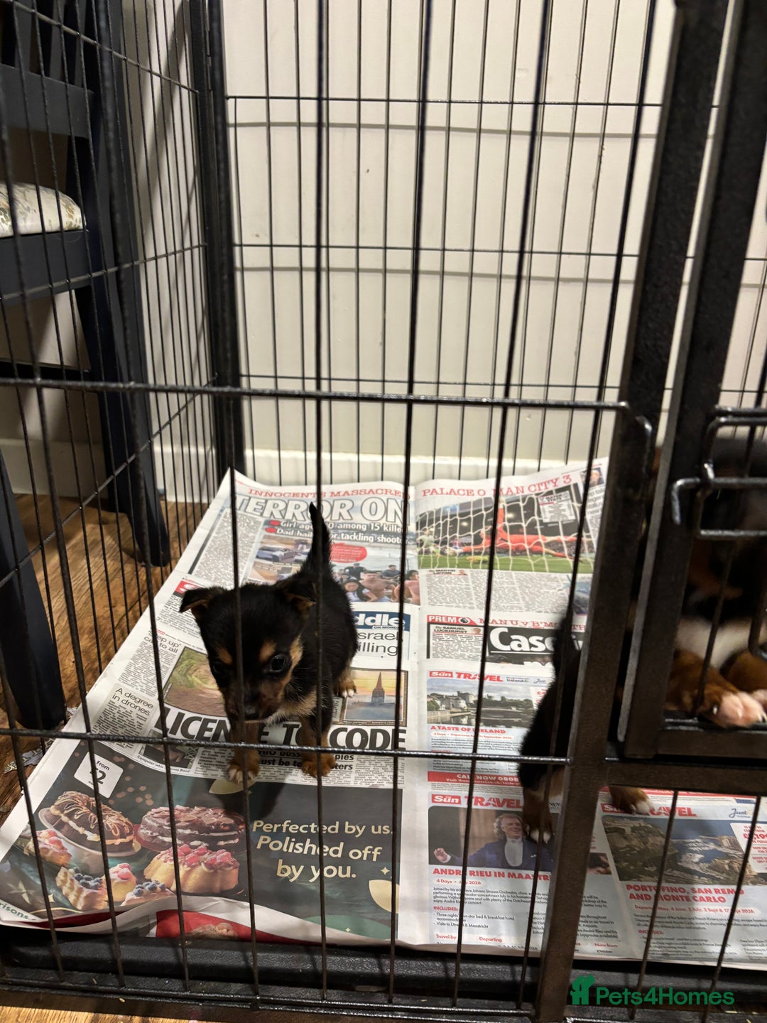 Mixed Breed dogs for sale: Stunning Jack Russell pups ready for loving homes  - Advert 4