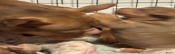 American Bully dogs for sale: Lucci vs Gr CH McLovin pups  - Advert 20