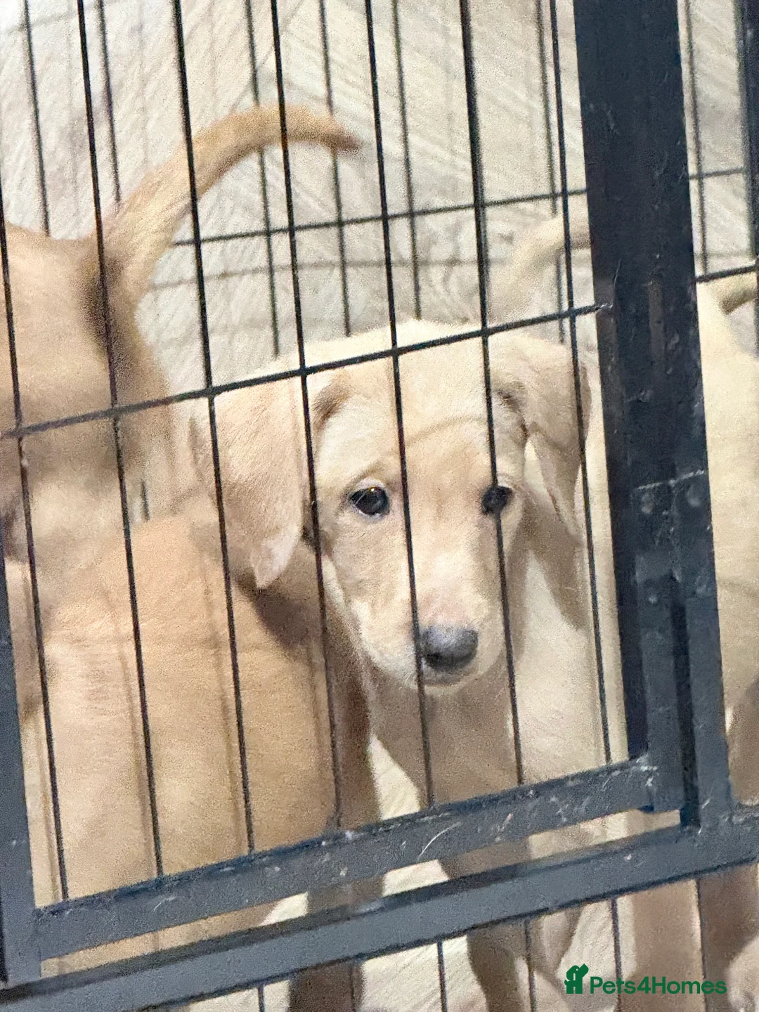 Labrador Retriever dogs for sale: KC Breeder Fox Red Labrador Puppies for sale. - Advert 8