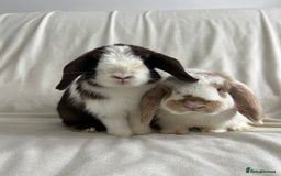 Mini Lop rabbits for sale: 2 Mini Lop Bunnies for £100 - Image 7