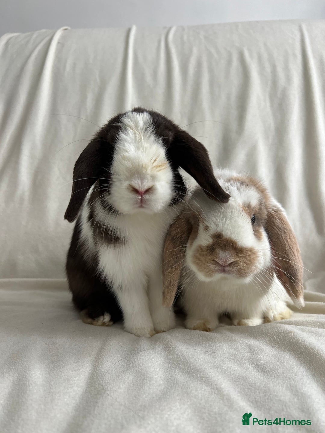 Mini Lop rabbits for sale: 2 Mini Lop Bunnies for £100 - Image 7