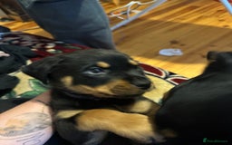 Rottweiler dogs for sale: Rottweiler puppies  - Advert 40