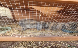 Mini Lop rabbits for sale: 2 mini lop baby rabbits 1 girl 1 boy  - Image 3