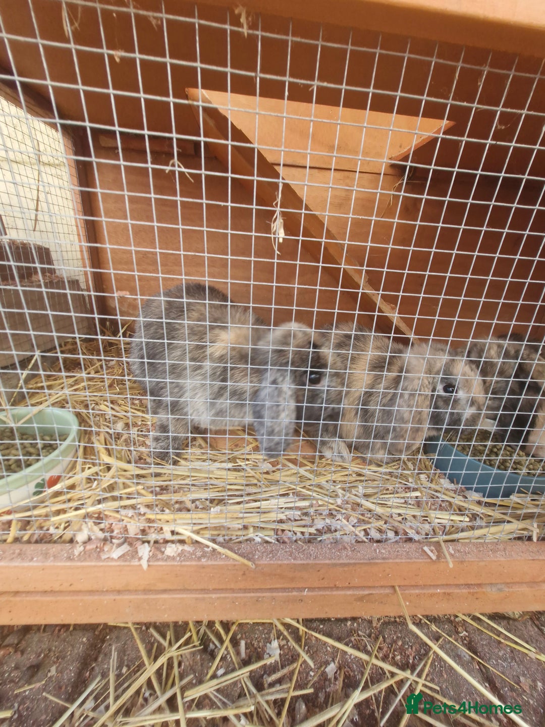 Mini Lop rabbits for sale: 2 mini lop baby rabbits 1 girl 1 boy  - Image 3