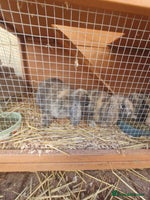 Mini Lop rabbits - Advert 7