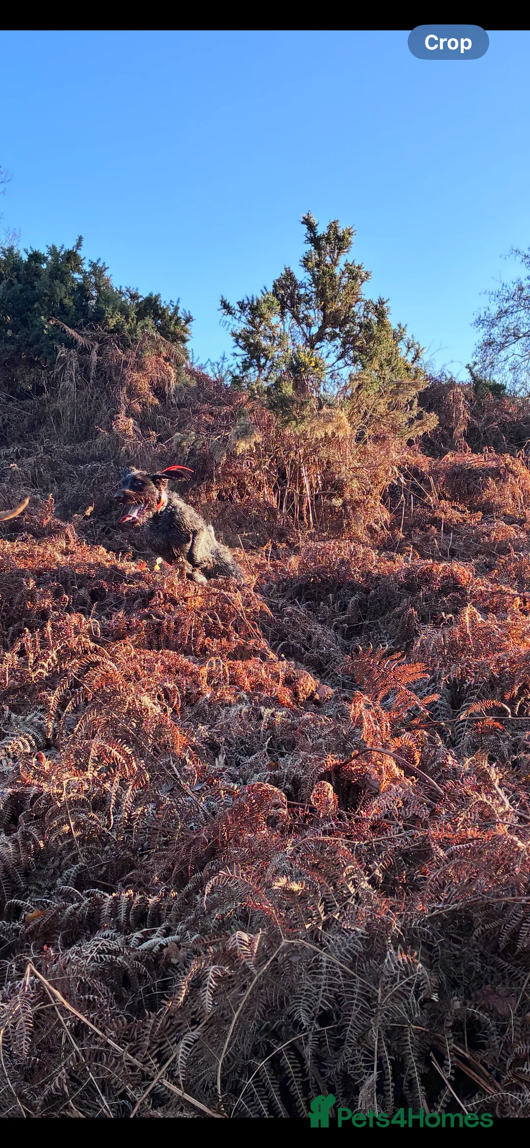 German Wirehaired Pointer dogs for sale: Rudy. 18 month old German wirehaired pointer  - Advert 4