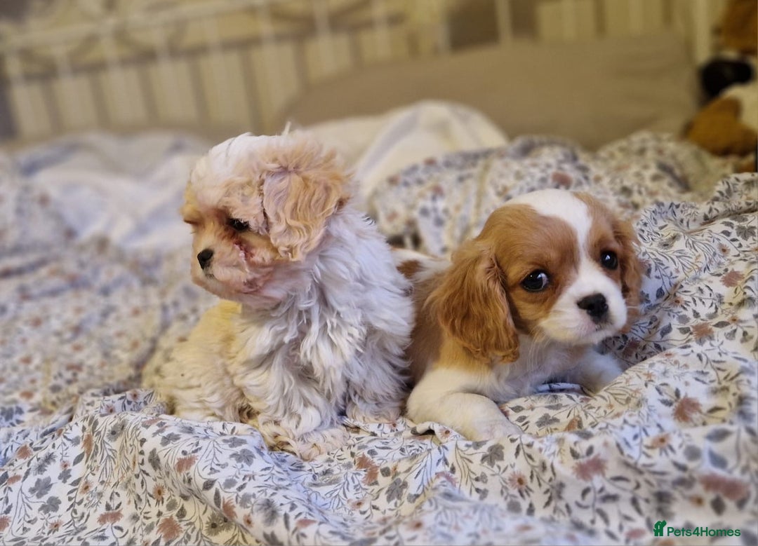 Cavapoo dogs for sale: Beautiful, confident and loving cavapoo pups - Advert 3