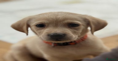 Goldador dogs - Advert 1