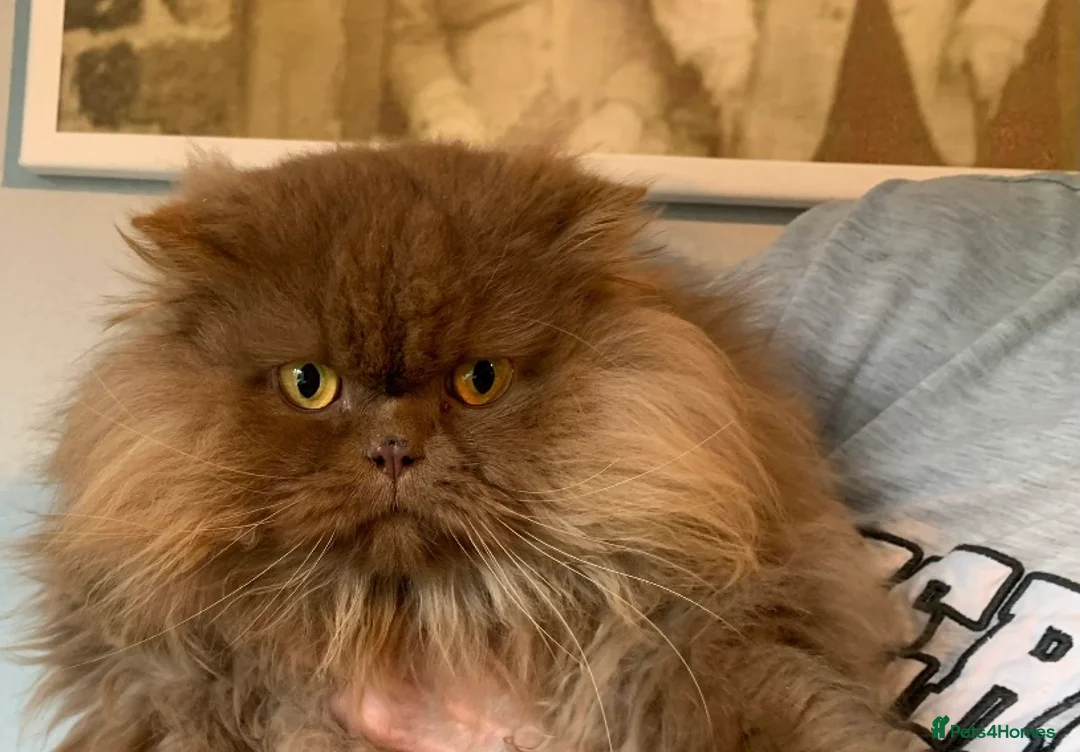 British Longhair cats for sale: British long hair adults  - Advert 2