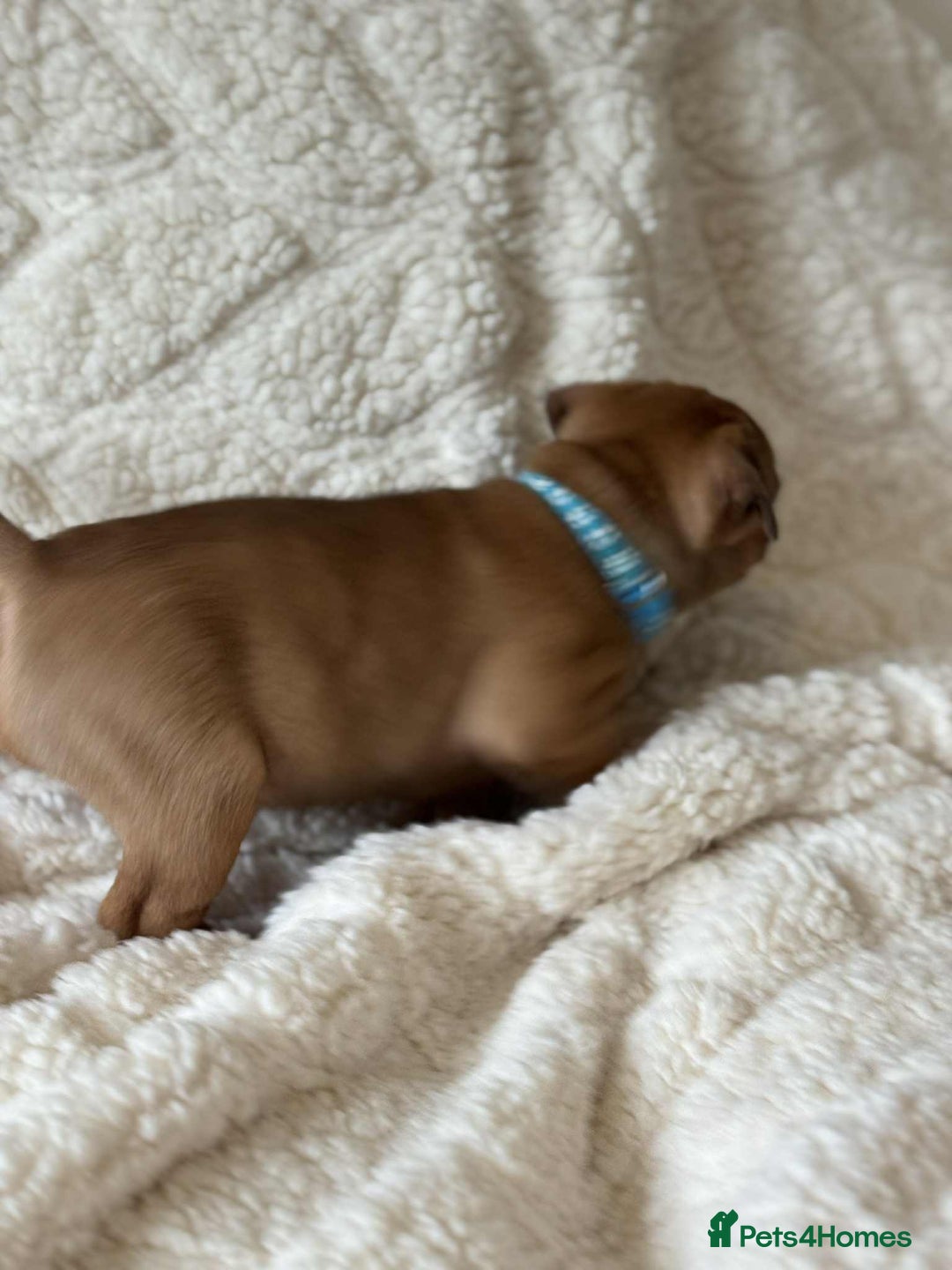 Staffordshire Bull Terrier dogs for sale: Kc registered Staffordshire bull terriers - Advert 35