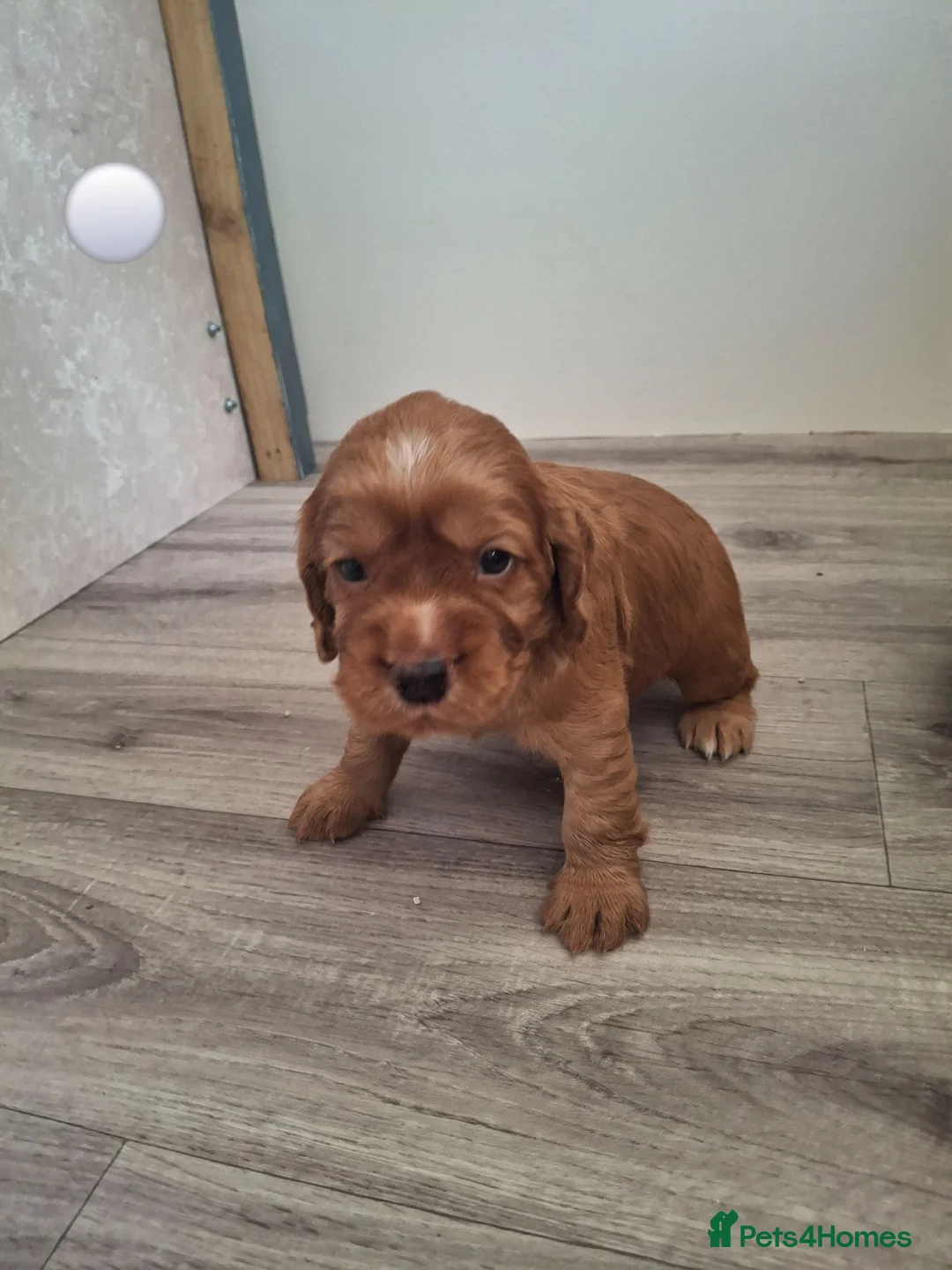 Cocker Spaniel dogs for sale: 4 Red Working Cocker Spaniel Boys - Advert 27