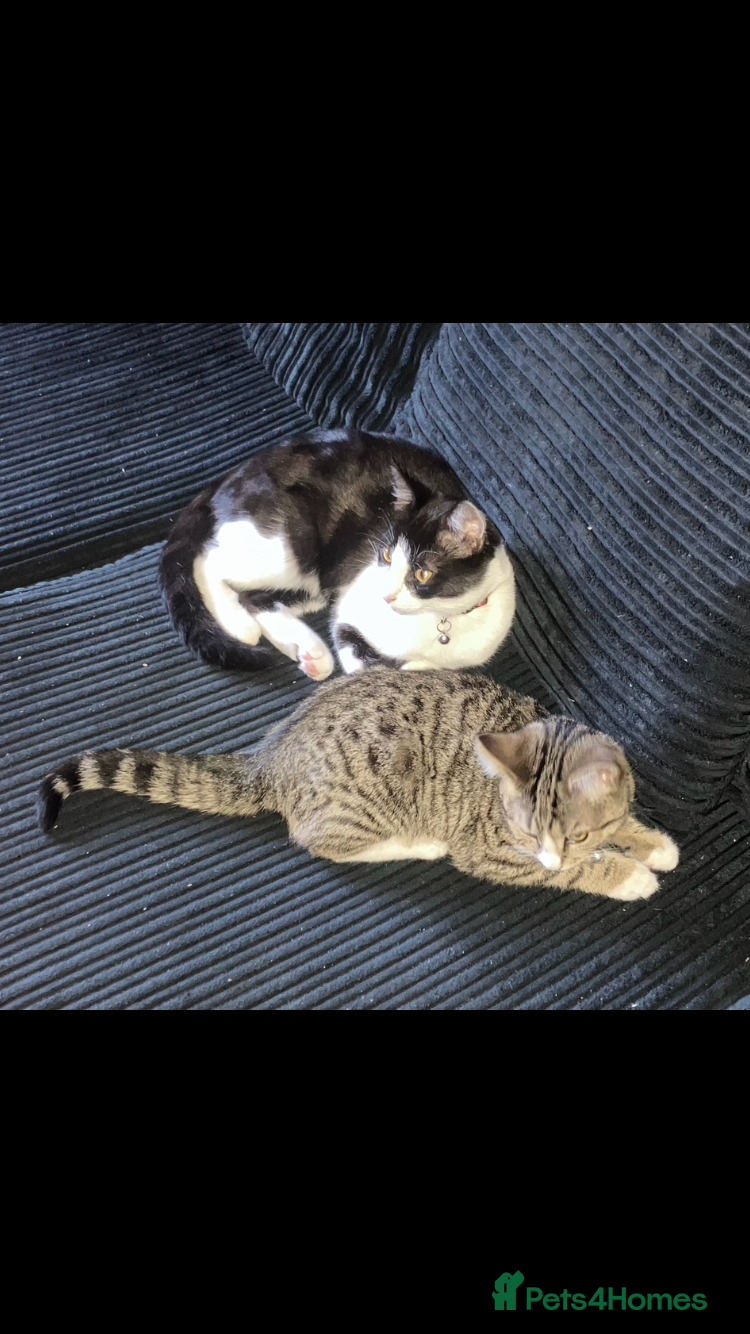 Mixed Breed cats for sale: Two young cats for rehoming  - Advert 1