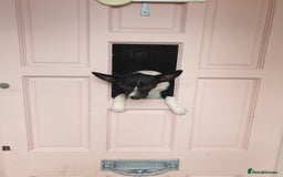 Patterjack dogs for sale: Patterjack for rehoming - Image 8