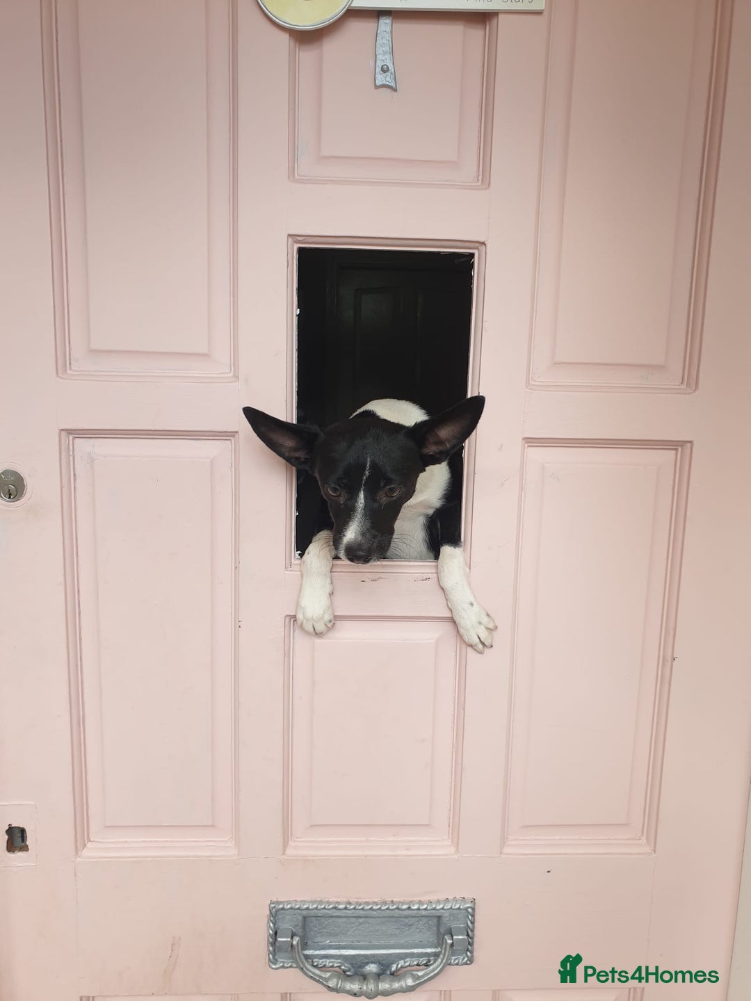 Patterjack dogs for sale: Patterjack for rehoming - Image 8