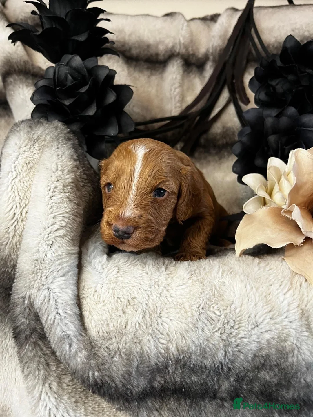 Miniature Poodle dogs for stud: Dark Red Miniature Poodle Stud Package Available in Southampton - Advert 10