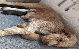 Bernedoodle dogs for sale: Gentle Giant Bernedoodles - Image 14