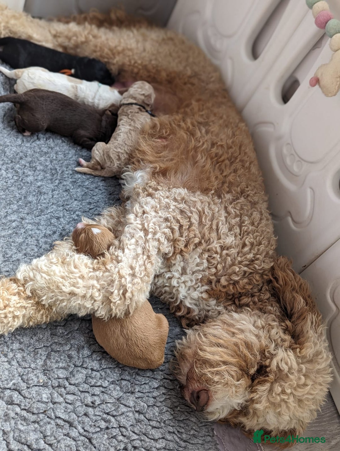 Bernedoodle dogs for sale: Gentle Giant Bernedoodles - Image 14