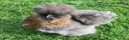 Chickens poultry for sale: Bearded Silkie Hatching Eggs - Advert 3