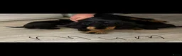 Cocker Spaniel dogs for sale: Cocker spaniel puppies - Advert 12